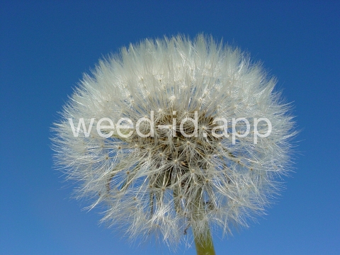 dandelion